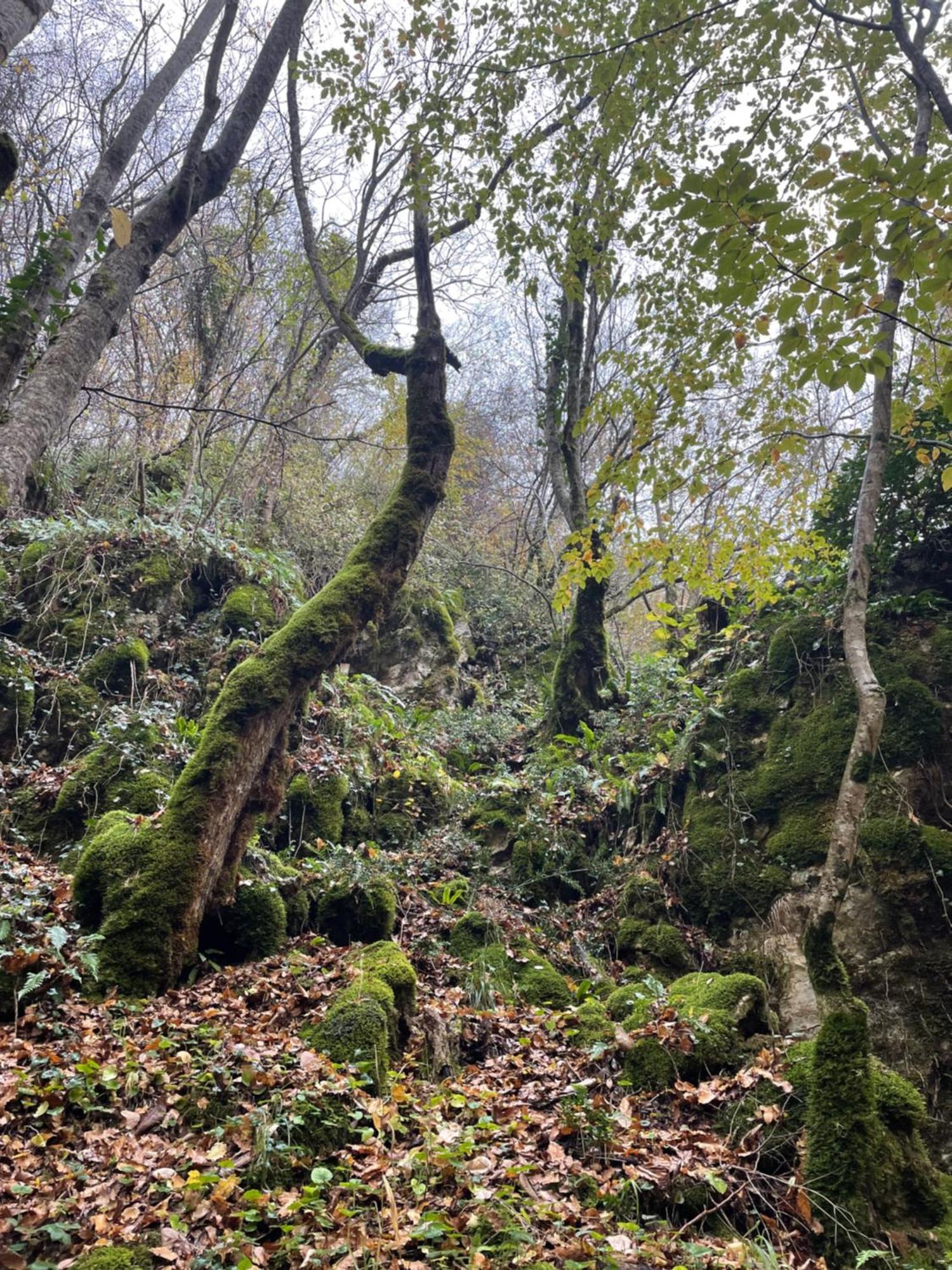 Mooie Bungalow In De Prachtige Natuur Hastiere-par-dela Esterno foto